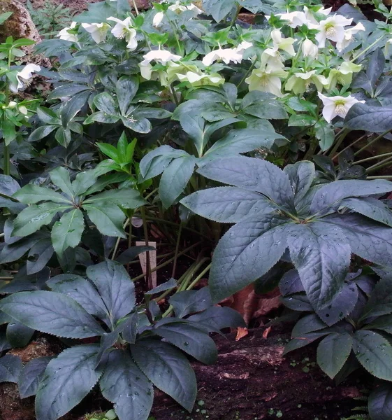 Achtergrond van subtropische planten. — Stockfoto