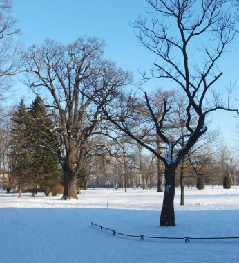 Ağaçlar bahar beklentisiyle.