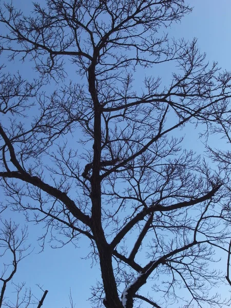 Árvores em antecipação da primavera . — Fotografia de Stock