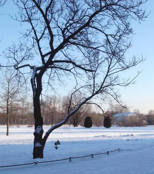 Alberi in previsione della primavera . Immagine Stock