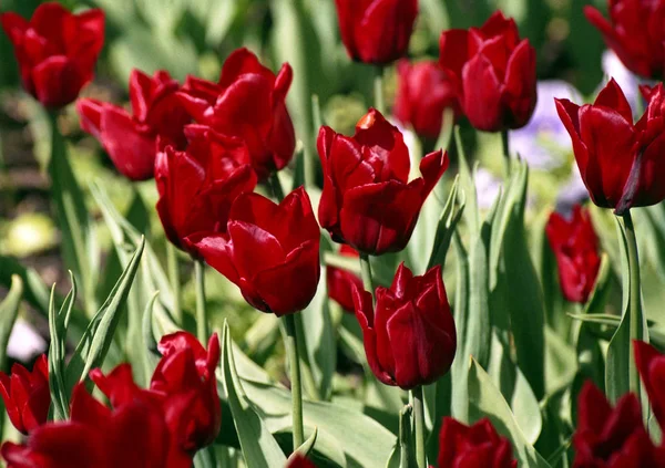 Frühling blühende Tulpen. — Stockfoto