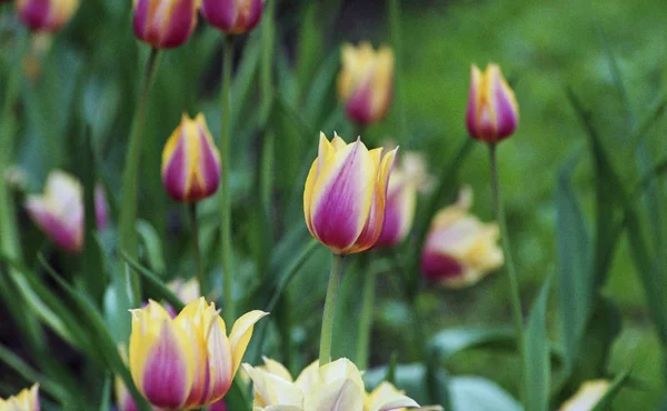 Frühling blühende Tulpen. — Stockfoto
