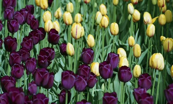 Frühling blühende Tulpen. — Stockfoto