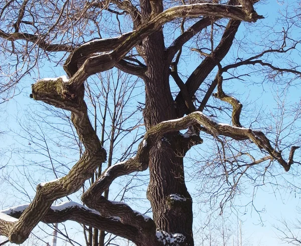 Plastyczność gałęzi drzewa. Park. — Zdjęcie stockowe