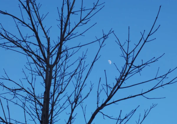 Lua em ramos de árvores . — Fotografia de Stock