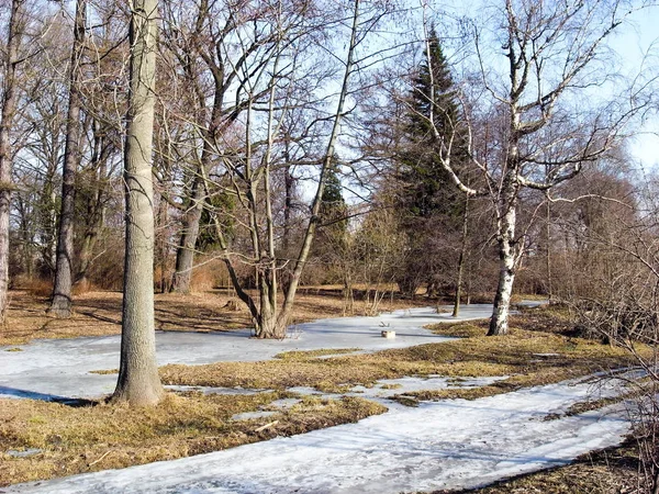 Våren är på väg. — Stockfoto