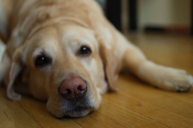 Köpek tatile çıktı. Gama duyguların. 