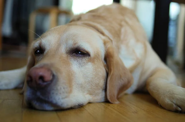 Le chien est en vacances. Gamma des sentiments . Photo De Stock