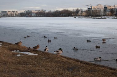 ucks parkta buz üzerinde. Akşam Park.