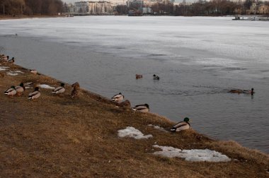 ucks parkta buz üzerinde. Akşam Park.
