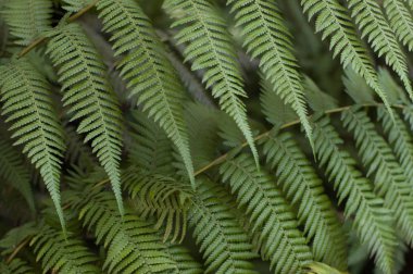 Genç yeşil bitkiler, astropikal.