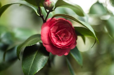 Bahar çiçekli subtropikal bitki. 