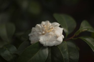 Bahar çiçekli subtropikal bitki