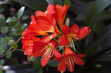 Bahar çiçekli subtropikal bitki