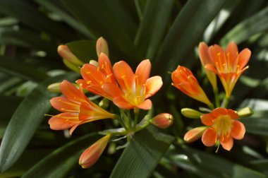 Bahar çiçekli subtropikal bitki