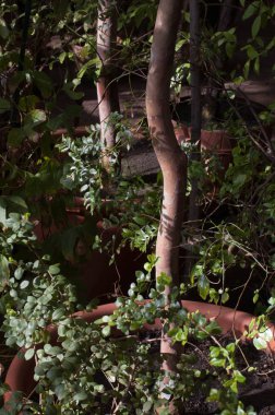 Genç yeşil bitkiler, astropikal.