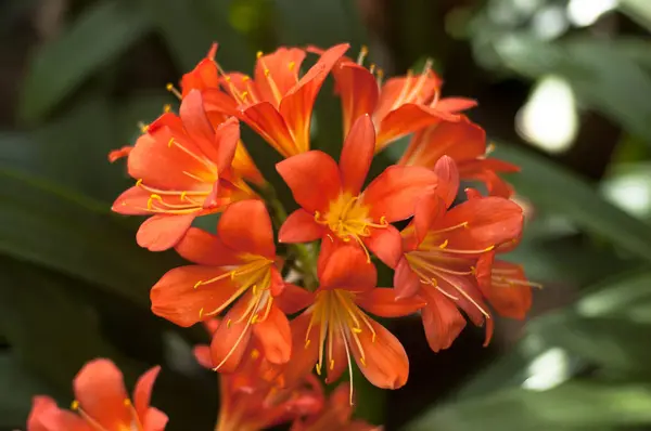 Bahar çiçekli subtropikal bitki