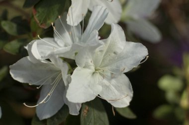 Bahar çiçekli subtropikal bitki