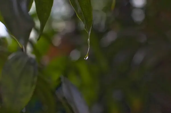 En droppe vatten på ett grönt blad. — Stockfoto