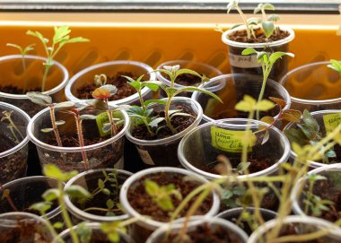 Erken sürgünler ve yüksek beklentileri. 