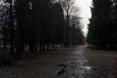 Parkta ilkbahar başları. 