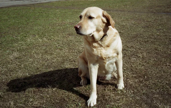 Caminhando com um cão . — Fotografia de Stock