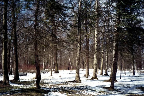 Kora tavasz a parkban. — Stock Fotó