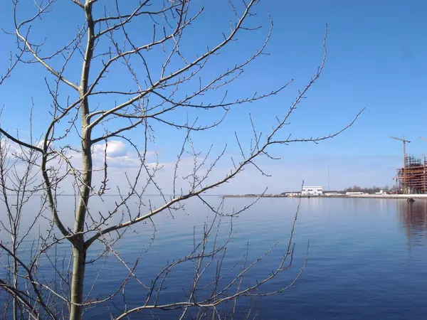 Il paesaggio marino con un albero . — Foto Stock