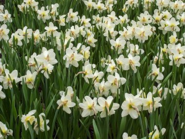 Parkta vahşi çiçekli. 