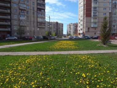 Dandelions yolu. Bahar şehre geldi.