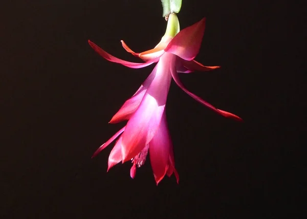 Домашние цветы. Цветочное растение под названием Шлюмберже на окне . — стоковое фото