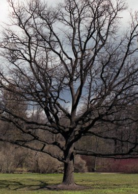 Parkta bekletin. Parkta bahar.