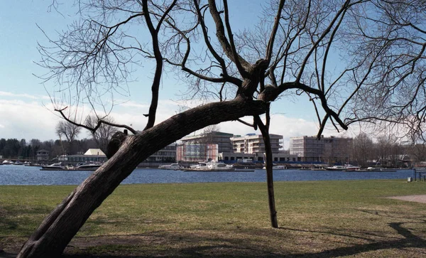 Våren landskap. Vackra träd över en damm i parken. Reflektion. — Stockfoto