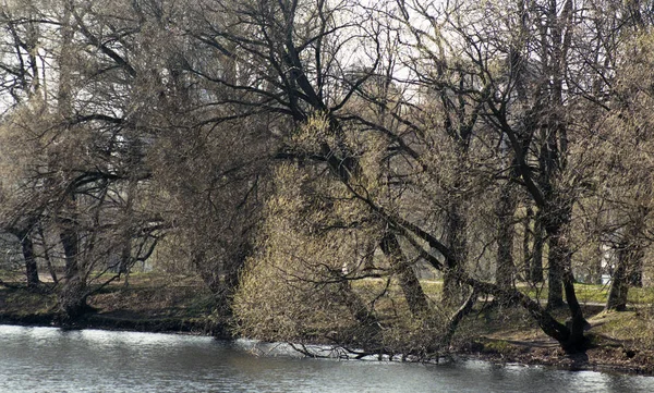 Tavaszi táj. Gyönyörű fák alatt egy tó, a Park. Elmélkedés. — Stock Fotó