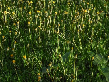 Akşam, çiçekler uykuya dalmak için gidiyoruz.