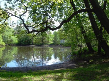 Parkta bekletin. Yaz günü. Ağaçlar su birikintisi yukarıda.