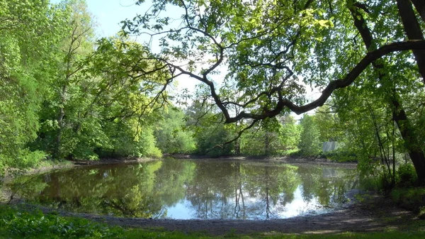 Відпочинь у парку. Літній день. Дерева над ставком . — стокове фото