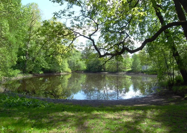 Ruhe im Park. Sommertag. Bäume über dem Teich. — Stockfoto
