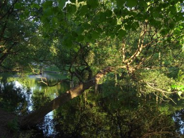 Ağaçlar suya yansıtılır. Yaz, Park. Suya yansıma. Soyutlama.