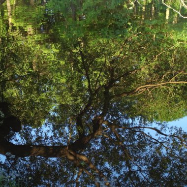 Ağaçlar suya yansıtılır. Yaz, Park. Suya yansıma. Soyutlama.