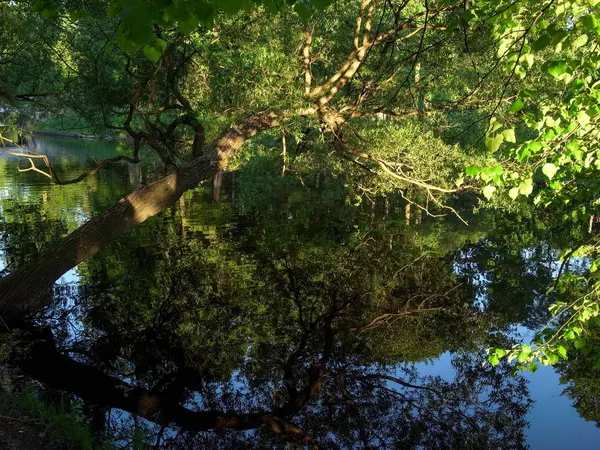 Drzewa odbijają się w wodzie. Lato, Park. Odbicie w wodzie. Abstrakcji. — Zdjęcie stockowe