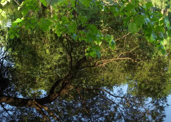 Trees are reflected in the water. Summer, park. Reflection in water. Abstraction. — Stock Photo, Image