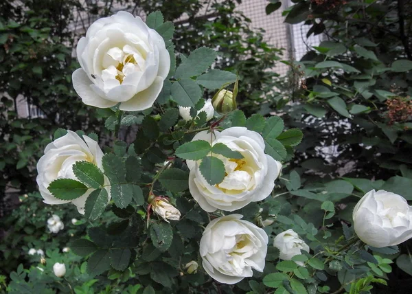 Evening roses in the city. White Rose. — Stock Photo, Image