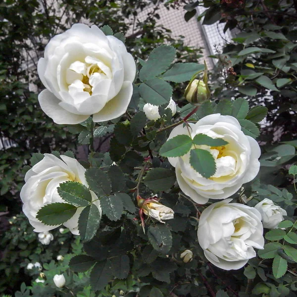 Sera rose in città. Rosa bianca . — Foto Stock