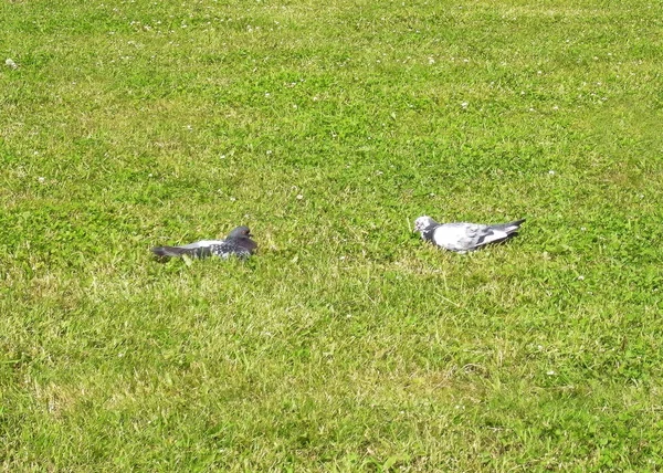 Man ist einfach überflüssig. Tauben auf dem Gras. — Stockfoto