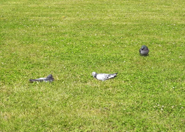 Sadece gereksiz biri. Güvercinler çimenlerin üzerinde.