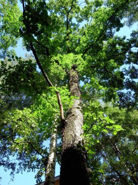 A powerful tree against the sky.