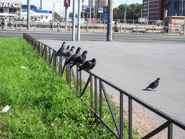 Aves en la ciudad, palomas . — Foto de Stock