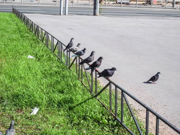Ptáci ve městě, holubi. — Stock fotografie