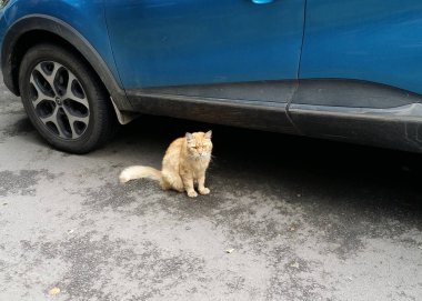 Şehir kedileri. Hayvanların heyecan verici bir kentsel yaşam.